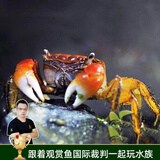 云峰海瑞 观赏蟹活体螃蟹宠物蟹 水族箱水草活体蟹 相手蟹3只（4厘米左右）