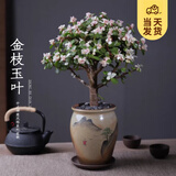 开时果 金枝玉叶盆栽多肉植物盆景 办公室内桌面花卉小绿植源头直发包邮 【棒棒糖】万崇山瓷盆+紫砂托盘