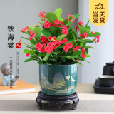 开时果 铁海棠盆栽带花发货 虎刺梅四季开花卉植物盆景绿植源头直发包邮 【铁海棠】旭日东升盆+圆底托