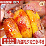 京地达海南正宗猫山榴莲蜜薯 香甜 净重5斤(4-8两/个)源头直发包邮 