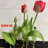 耘淘郁金香种球水培5度球花卉绿植种子土培植物水养盆栽室内室外耐寒 浪漫粉 范伊克5球+2包肥料
