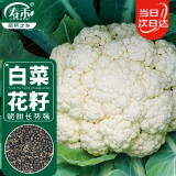 寿禾 白菜花种子种苗早熟花椰菜蔬菜种籽 潍育妍白白菜花种子200粒