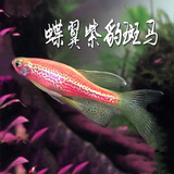 卡奇鱼 斑马鱼 淡水鱼 观赏鱼 小型观赏鱼 热带鱼 蝶翼斑马荧光好养易活 紫豹纹蝶翼斑马2条（3-4cm）