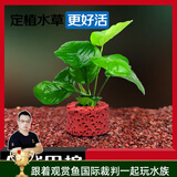 云峰海瑞水草活体懒人草鱼缸造景活体水草套餐鱼缸水草有茎类中后景真水草 【好养易活】巴榕净水石1份