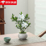 八芽小叶栀子花盆栽开花植物室内桌面茶几好养花卉绿植办公室净化空气 栀子花+白裂纹金边陶瓷盆+苔藓铺好发货 带盆栽好