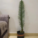 王冠蕨微瑕盆栽老桩崖姜蕨室内大型绿植耐阴好养王冠蕨 120-130厘米 不含盆