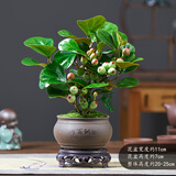 花翁小盼菩提盆栽带果盆景室内办公茶几桌面摆件中式禅意绿植源头直发