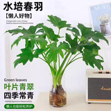 行湘水培绿植盆栽盆景桌面观叶植物春羽3株60-80cm不含瓶 源头直发