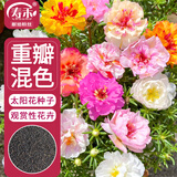 寿禾 重瓣太阳花种子苗混色大花四季播花种籽 重瓣太阳花种子约8000粒