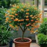 驱蚊虫金丝吊蝴蝶花卉绿植盆栽室内外阳台四季开花 橙色【浓香耐寒+驱蚊虫】四季开花 花期300天10年苗【买一送一】开花爆满