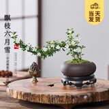 开时果 金边悬崖六月雪桌面好养盆景 办公室绿植盆栽植物室内禅意小摆件 特A级六月雪（紫砂椭圆盆）送底座+苔藓