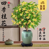 开时果 四季桂花盆栽树苗浓香型 新中式盆景办公室内绿植物源头直发包邮 精品四季桂+福字青瓷盆 【整高约40-50cm左右】