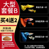 胜画大型孔雀鱼活鱼苗观赏鱼热带鱼活体鱼淡水好养耐活精品纯种凤尾鱼 【大型套餐B】孔雀鱼2对送1对