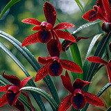 劉閣蘭花超香建兰四季兰当年开花壮苗满屋飘香室内四季常青花卉盆栽草 5苗连体【建兰新品 天红】