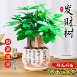 泰西丝 发财树盆栽桌面绿植摆件易活 3杆发财树+白坚持陶瓷盆 源头直发