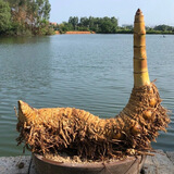 小叶簕竹室内勒竹盆栽竹子盆景绿植四季长青好养名贵竹子老桩竹根 30公分以上超大（10年）老桩 包成活不含盆