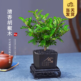 开时果 正宗清香胡椒木盆栽 办公室内桌面植物驱蚊草绿植源头直发包邮 【DY同款】舍得塑料盆+黑石+方形底托