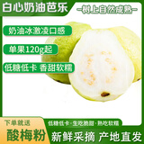 樱鲜红心芭乐低糖低卡脆甜软糯新鲜水果番石榴送酸梅粉孕妇儿童可食 树熟奶油白心芭乐送酸梅粉 3斤(普通装)