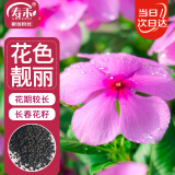 寿禾 长春花种子苗日日春四季可盆栽庭院花卉草籽 长春花种子约650粒