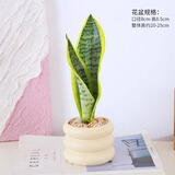 绿有意 绿植花卉办公室客厅桌面盆栽摆件简约创意网红北欧绿植ins云朵盆 金边虎皮兰+甜甜圈PET树脂盆+托盘+肥料 北欧风格网红绿植