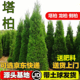 枫溢秋塔柏树苗柏苗松柏树苗扫墓墓地松树苗柏树苗四季长青工程绿化苗木 50-70厘米高
