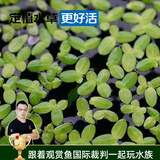 云峰海瑞真水草活体浮萍水草活体植物 鱼缸水草  净化水质 鱼缸造景装饰 芝麻萍约300颗（金鱼爱好者的天然饲料）