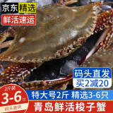 【活蟹发货】青岛梭子蟹鲜活发不包活螃蟹海蟹飞蟹超大母蟹海鲜 鲜活-精选特大2斤【3-6只】