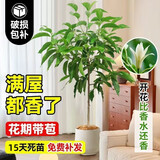 沭之美白兰花盆栽客厅室内阳台摆件绿植花卉白兰60CM左右无盆 源头直发