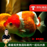 云峰海瑞观赏金鱼 冷水鱼 观赏鱼金鱼 活体鱼 淡水鱼小金鱼活鱼锦鲤鱼 兰寿4-6厘米6条（颜色随机）