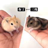 麦叮卡长毛金丝熊活体波利宠物仓鼠活物小仓鼠活体金丝鼠一公一母侏儒鼠 布丁+三线【发京东快递】