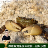 云峰海瑞 观赏蟹活体螃蟹宠物蟹 水族箱水草活体蟹 将军蟹5只（4厘米左右）