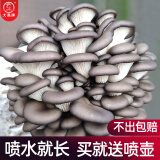 大禹蘑菇种植包玉米平菇芯菌包家庭种植香菇菌菇种子可食用菌种包菌棒 灰平菇种植大菌包5个约10斤