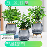 绿有意绿植盆栽桌面水培绿植办公室植物懒人好养盆景水养植物 【驱蚊套餐】清香木+九里香+竹柏 含盆