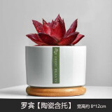 绿荫巷子多肉植物组合套餐肉肉室内植物办公室电脑桌面盆栽好养活小盆栽 【罗宾】精养大颗 含瓷盆+托