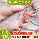 森农乐豆腐鱼舟山特产龙头鱼鲜活冷冻海鲜水产九肚鱼生鲜海鱼水潺3斤装 净重1500g【鲜肥嫩滑】