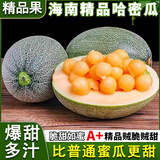 果益寿哈密瓜新鲜晓蜜25号新鲜现摘脆甜哈密瓜海南水果整箱送礼 净4.5斤-5斤优选装【1-3个】