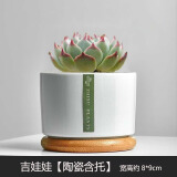 绿荫巷子多肉植物组合套餐肉肉室内植物办公室电脑桌面盆栽好养活小盆栽 【吉娃娃】精养大颗 含瓷盆+托