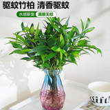 行湘竹柏水培绿植驱蚊桌面盆栽绿植 竹柏8-10棵+菱形玻璃瓶 源头直发