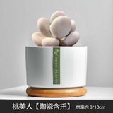 绿荫巷子多肉植物组合套餐肉肉室内植物办公室电脑桌面盆栽好养活小盆栽 【桃美人】精养饱满 含瓷盆+托