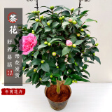 花翁山茶花盆栽不带花苞花卉植物浓香树苗 香妃（80cm高）源头直发