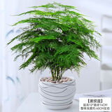 行湘文竹盆栽绿植花卉桌面盆景 大文竹+中号艺术线陶瓷盆 源头直发