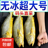 深水大黄鱼生态黄鱼养殖大黄鱼半野生大黄鱼新鲜舟山东海海鲜 深水大黄鱼1.2斤左右/条5条装