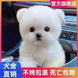 宠迈鑫纯种比熊幼犬小型小体活物卷毛血统比熊犬茶杯宠物狗狗长不大可爱 血统级 飞耳比熊 公