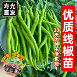 原起点辣椒苗朝天椒秧苗杭椒螺丝椒线椒牛角尖二荆条四季阳台蔬菜苗种子 冰袋保鲜【6棵】线椒苗