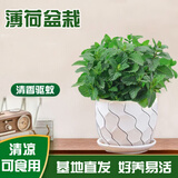 京云梦薄荷盆栽阳台香草驱蚊虫可食用绿植室内盆景植物水纹盆源头直发