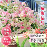 沭之美三角梅盆栽树苗植物室内外阳台庭院四季开花爬藤观花绿植源头直发