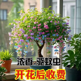 驱蚊虫金丝吊蝴蝶花卉绿植盆栽室内外阳台四季开花 混色【浓香耐寒+驱蚊虫】四季开花 花期300天10年苗【买一送一】开花爆满