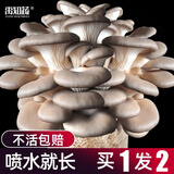 大禹蘑菇种植包玉米平菇芯菌包家庭种植香菇菌菇种子可食用菌包菌棒 灰平菇小蘑菇种植菌包2个