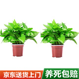 双盟 绿萝盆栽除甲醛花卉绿植办公室新房净化空气110款2盆装源头直发