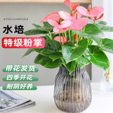 行湘水培绿植粉掌盆栽花卉水养鲜花好养活 粉掌2株【不含盆】源头直发